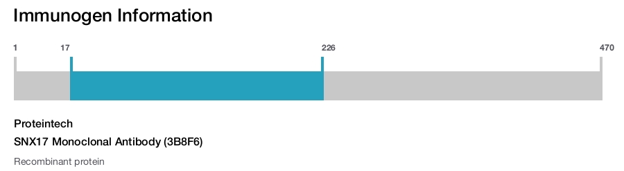 SNX17 Monoclonal Antibody (3B8F6)
