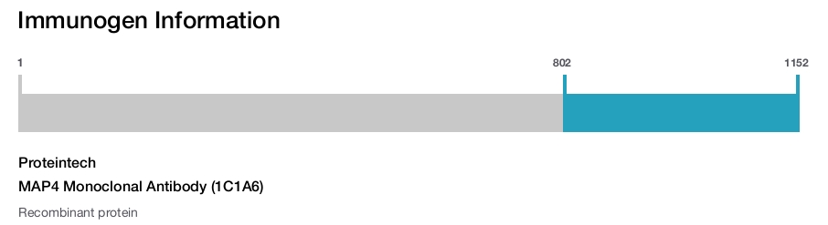 MAP4 Monoclonal Antibody (1C1A6)