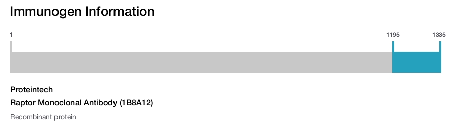 Raptor Monoclonal Antibody (1B8A12)
