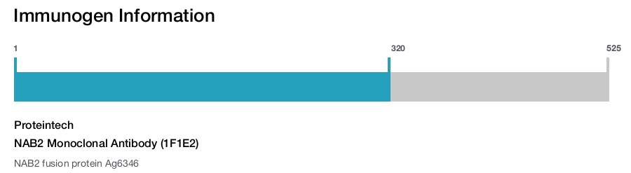 NAB2 Monoclonal Antibody (1F1E2)