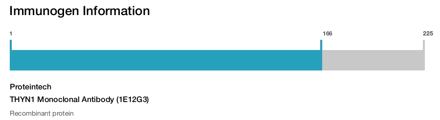 THYN1 Monoclonal Antibody (1E12G3)