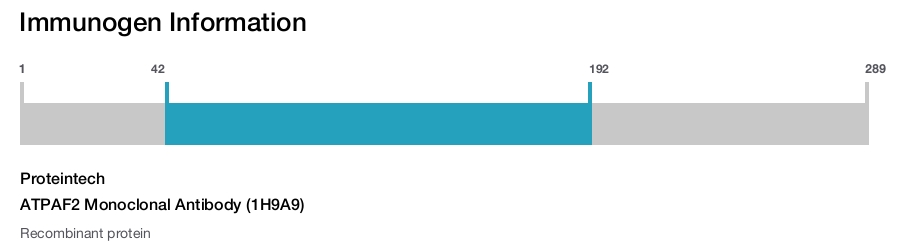 ATPAF2 Monoclonal Antibody (1H9A9)