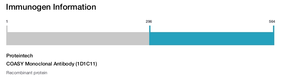 COASY Monoclonal Antibody (1D1C11)