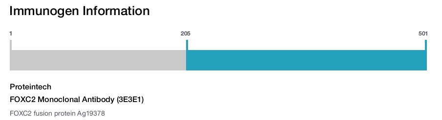 FOXC2 Monoclonal Antibody (3E3E1)