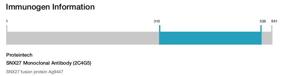 SNX27 Monoclonal Antibody (2C4G5)