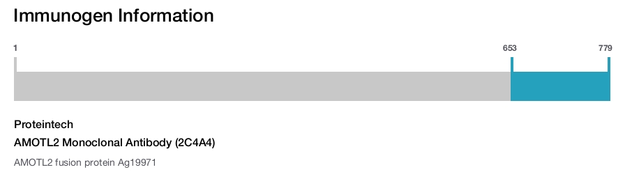 AMOTL2 Monoclonal Antibody (2C4A4)