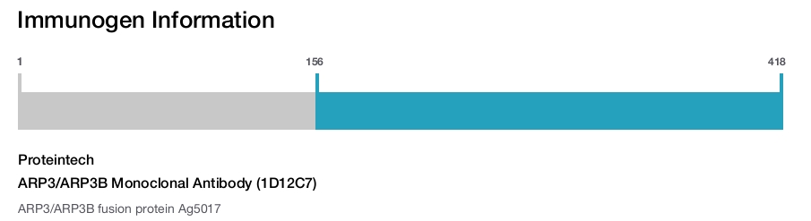ARP3/ARP3B Monoclonal Antibody (1D12C7)