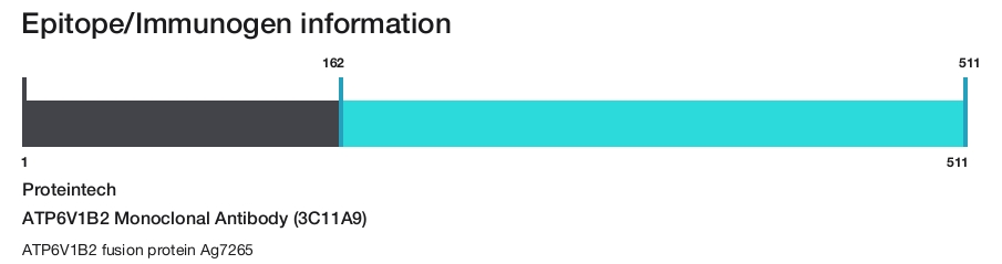 ATP6V1B2 Monoclonal Antibody (3C11A9)