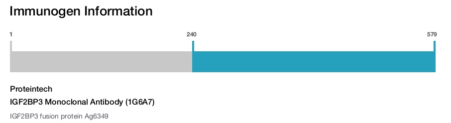 IGF2BP3 Monoclonal Antibody (1G6A7)