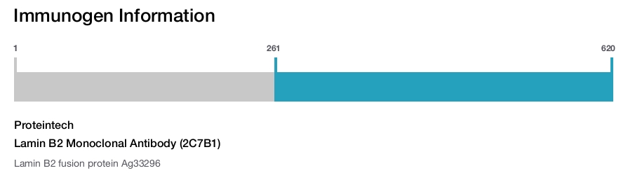 Lamin B2 Monoclonal Antibody (2C7B1)