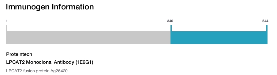 LPCAT2 Monoclonal Antibody (1E6G1)