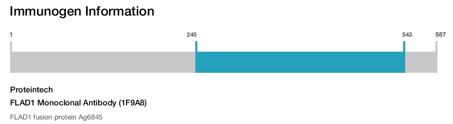 FLAD1 Monoclonal Antibody (1F9A8)
