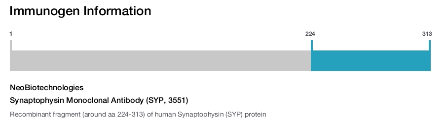 Synaptophysin Monoclonal Antibody (SYP, 3551)