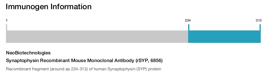 Synaptophysin Recombinant Mouse Monoclonal Antibody (rSYP, 6856)