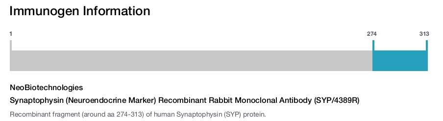 Synaptophysin (Neuroendocrine Marker) Recombinant Rabbit Monoclonal Antibody (SYP/4389R)
