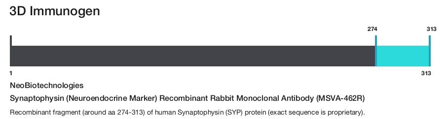 Synaptophysin (Neuroendocrine Marker) Recombinant Rabbit Monoclonal Antibody (MSVA-462R)