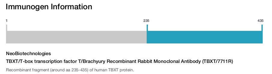 TBXT/T-box transcription factor T/Brachyury Recombinant Rabbit Monoclonal Antibody (TBXT/7711R)