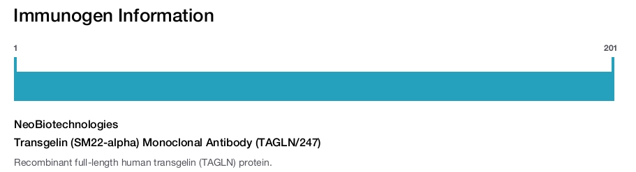 Transgelin (SM22-alpha) Monoclonal Antibody (TAGLN/247)