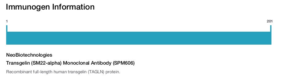 Transgelin (SM22-alpha) Monoclonal Antibody (SPM606)