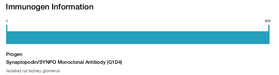 Synaptopodin/SYNPO Monoclonal Antibody (G1D4)