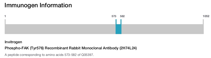 Phospho-FAK (Tyr576) Recombinant Rabbit Monoclonal Antibody (2H74L24)