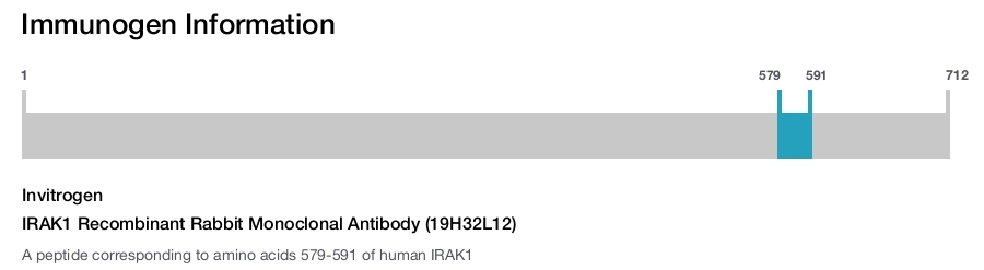 IRAK1 Recombinant Rabbit Monoclonal Antibody (19H32L12)