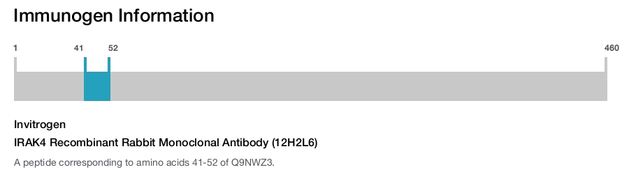 IRAK4 Recombinant Rabbit Monoclonal Antibody (12H2L6)