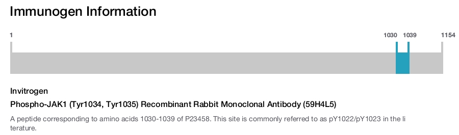 Phospho-JAK1 (Tyr1034, Tyr1035) Recombinant Rabbit Monoclonal Antibody (59H4L5)