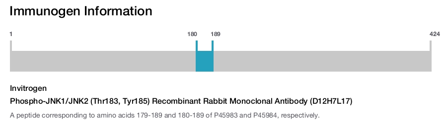 Phospho-JNK1/JNK2 (Thr183, Tyr185) Recombinant Rabbit Monoclonal Antibody (D12H7L17)