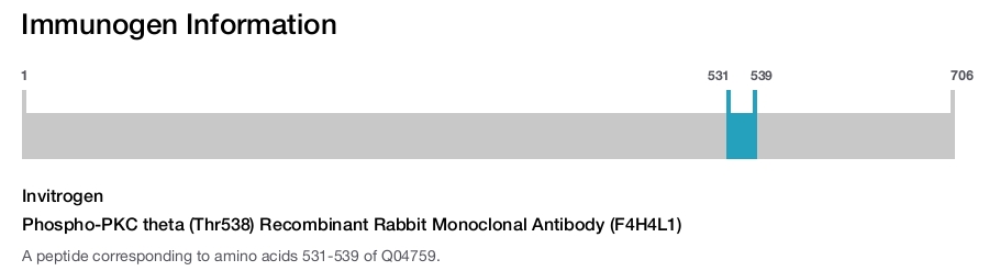 Phospho-PKC theta (Thr538) Recombinant Rabbit Monoclonal Antibody (F4H4L1)