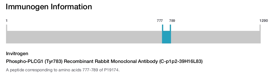 Phospho-PLCG1 (Tyr783) Recombinant Rabbit Monoclonal Antibody (C-p1p2-39H16L83)
