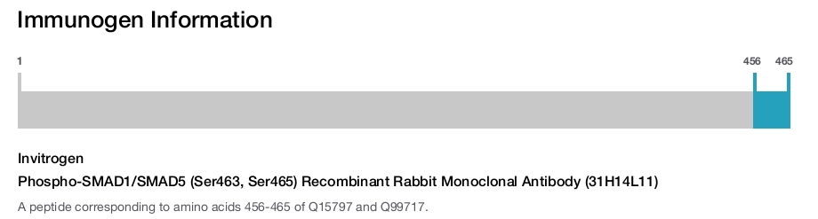 Phospho-SMAD1/SMAD5 (Ser463, Ser465) Recombinant Rabbit Monoclonal Antibody (31H14L11)