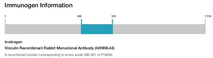 Vinculin Recombinant Rabbit Monoclonal Antibody (42H89L44)