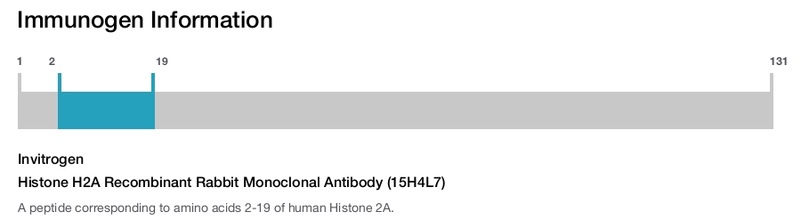 Histone H2A Recombinant Rabbit Monoclonal Antibody (15H4L7)