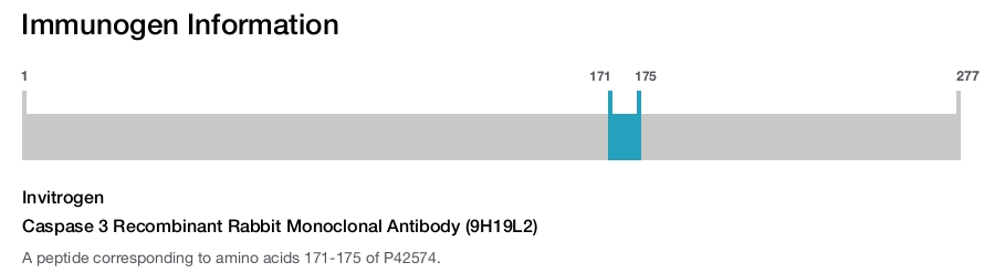 Caspase 3 Recombinant Rabbit Monoclonal Antibody (9H19L2)