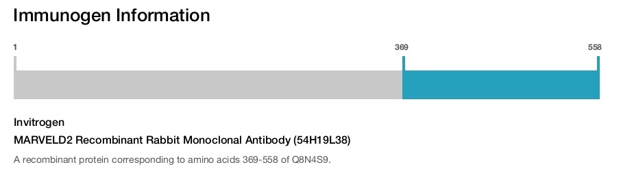 MARVELD2 Recombinant Rabbit Monoclonal Antibody (54H19L38)