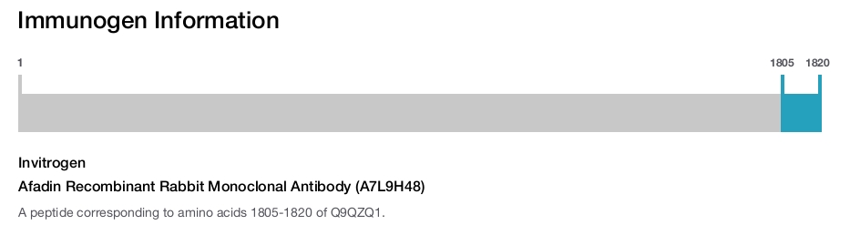 Afadin Recombinant Rabbit Monoclonal Antibody (A7L9H48)