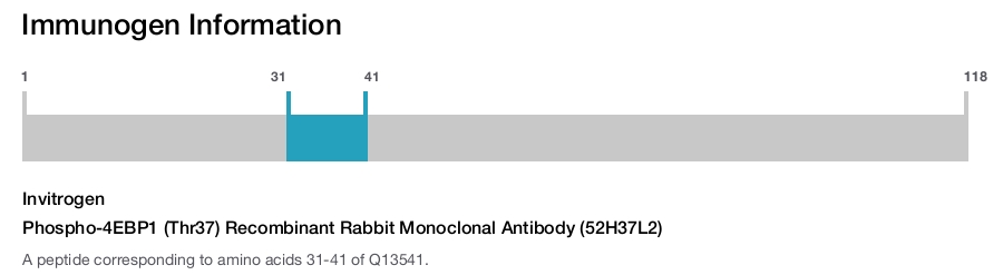 Phospho-4EBP1 (Thr37) Recombinant Rabbit Monoclonal Antibody (52H37L2)