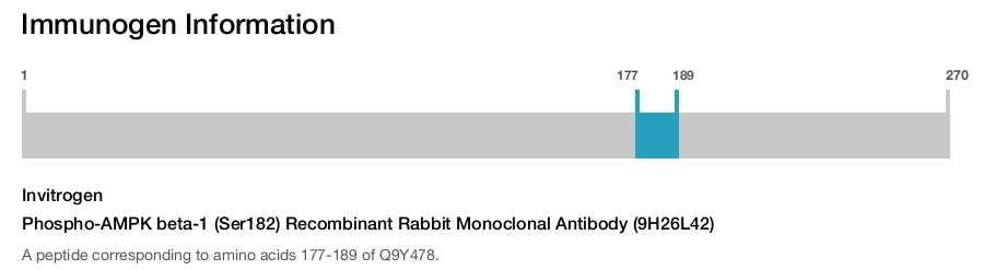 Phospho-AMPK beta-1 (Ser182) Recombinant Rabbit Monoclonal Antibody (9H26L42)