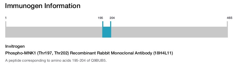 Phospho-MNK1 (Thr197, Thr202) Recombinant Rabbit Monoclonal Antibody (18H4L11)