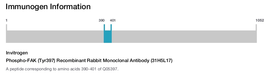 Phospho-FAK (Tyr397) Recombinant Rabbit Monoclonal Antibody (31H5L17)