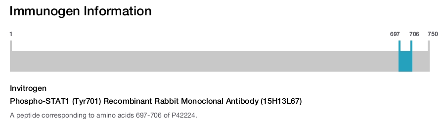 Phospho-STAT1 (Tyr701) Recombinant Rabbit Monoclonal Antibody (15H13L67)