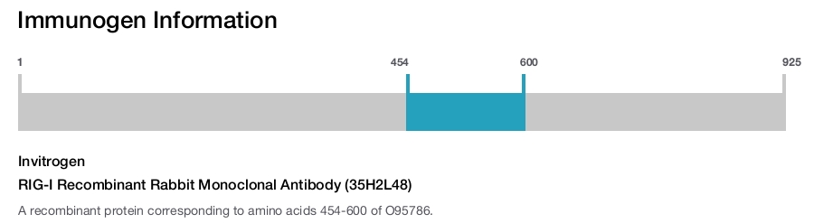 RIG-I Recombinant Rabbit Monoclonal Antibody (35H2L48)