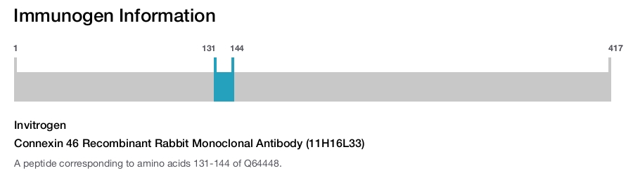 Connexin 46 Recombinant Rabbit Monoclonal Antibody (11H16L33)