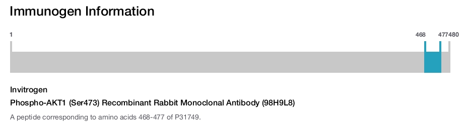 Phospho-AKT1 (Ser473) Recombinant Rabbit Monoclonal Antibody (98H9L8)