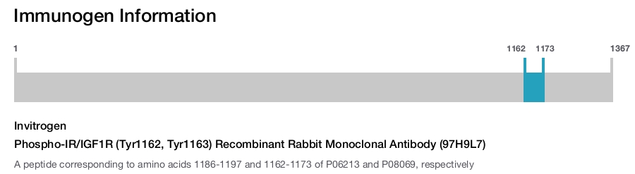 Phospho-IR/IGF1R (Tyr1162, Tyr1163) Recombinant Rabbit Monoclonal Antibody (97H9L7)