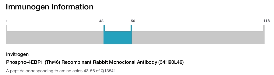 Phospho-4EBP1 (Thr46) Recombinant Rabbit Monoclonal Antibody (34H90L46)