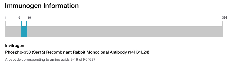 Phospho-p53 (Ser15) Recombinant Rabbit Monoclonal Antibody (14H61L24)