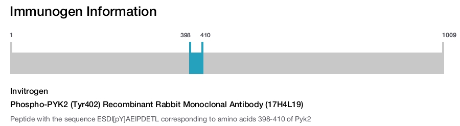 Phospho-PYK2 (Tyr402) Recombinant Rabbit Monoclonal Antibody (17H4L19)