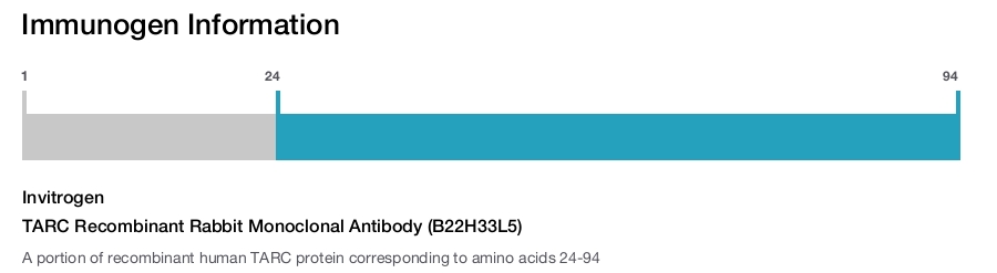 TARC Recombinant Rabbit Monoclonal Antibody (B22H33L5)